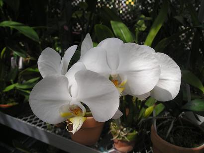 ���ƒ�̉ԂƎČ��E��