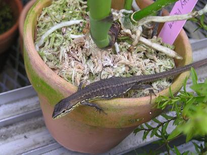 ���ƒ�̉ԂƎČ��E��