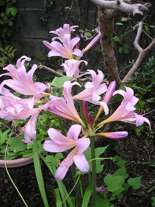 ���ƒ�̉ԂƎČ��E��