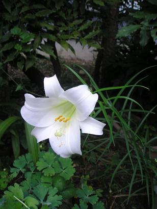 ���ƒ�̉ԂƎČ��E��