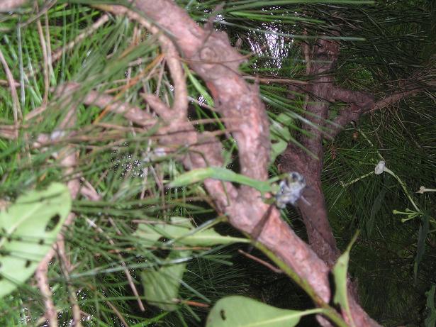 ���ƒ�̉ԂƎČ��E��