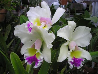 ���ƒ�̉ԂƎČ��E��