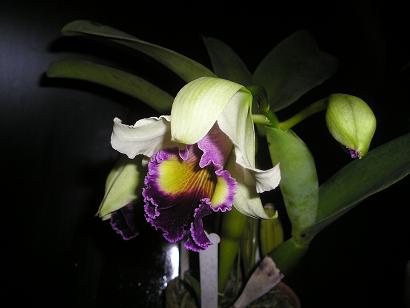 ���ƒ�̉ԂƎČ��E��