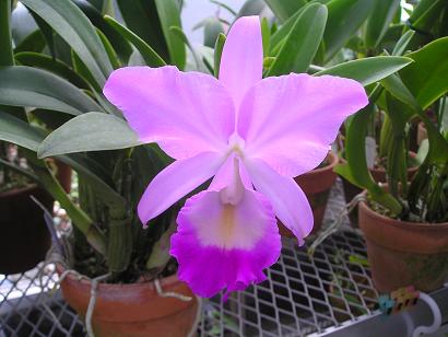 ���ƒ�̉ԂƎČ��E��