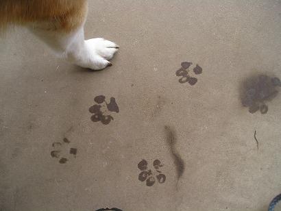 ���ƒ�̉ԂƎČ��E��