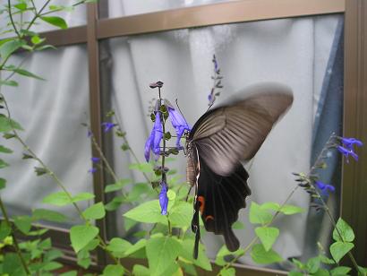 ���ƒ�̉ԂƎČ��E��