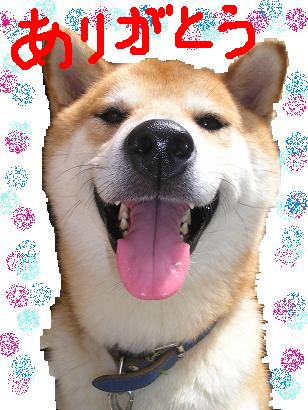 ���ƒ�̉ԂƎČ��E��