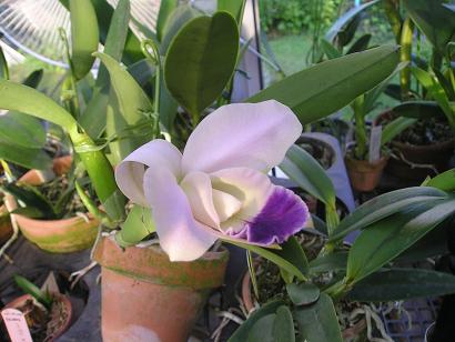 ���ƒ�̉ԂƎČ��E��