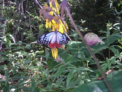 ���ƒ�̉ԂƎČ��E��