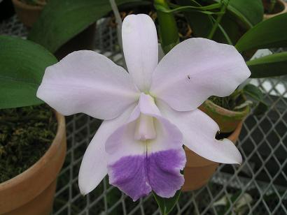 ���ƒ�̉ԂƎČ��E��