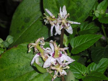 ���ƒ�̉ԂƎČ��E��