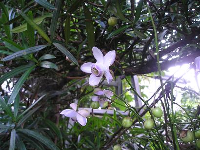 ���ƒ�̉ԂƎČ��E��