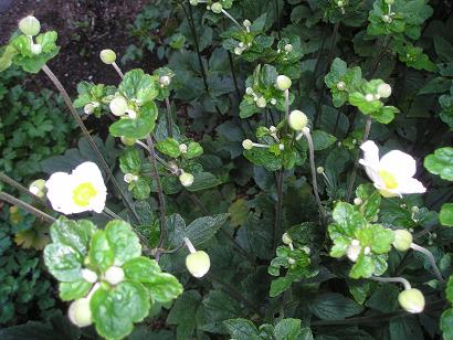 ���ƒ�̉ԂƎČ��E��