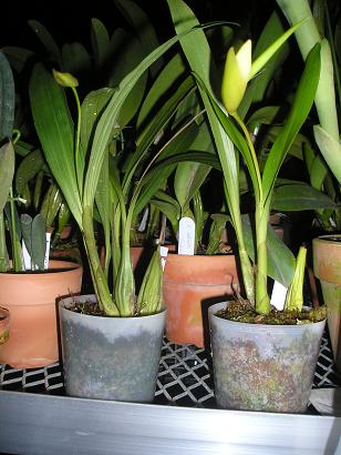 ���ƒ�̉ԂƎČ��E��