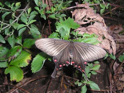 ���ƒ�̉ԂƎČ��E��