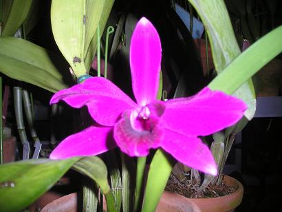 ���ƒ�̉ԂƎČ��E��