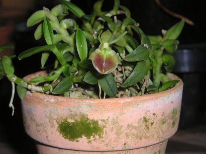 ���ƒ�̉ԂƎČ��E��