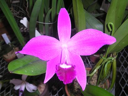 ���ƒ�̉ԂƎČ��E��