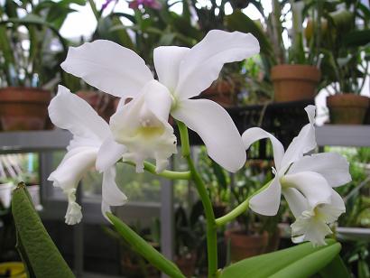 ���ƒ�̉ԂƎČ��E��