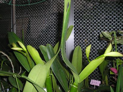 ���ƒ�̉ԂƎČ��E��