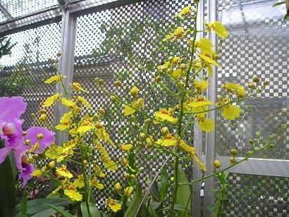 ���ƒ�̉ԂƎČ��E��