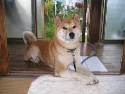 ���ƒ�̉ԂƎČ��E��