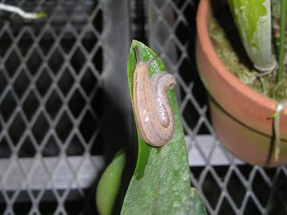 ���ƒ�̉ԂƎČ��E��