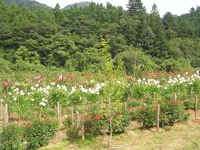 ���ƒ�̉ԂƎČ��E��