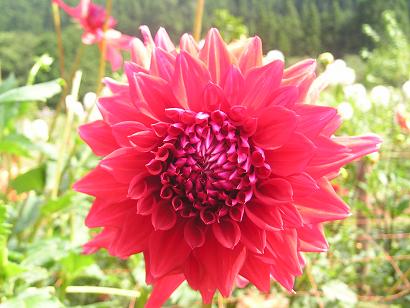 ���ƒ�̉ԂƎČ��E��