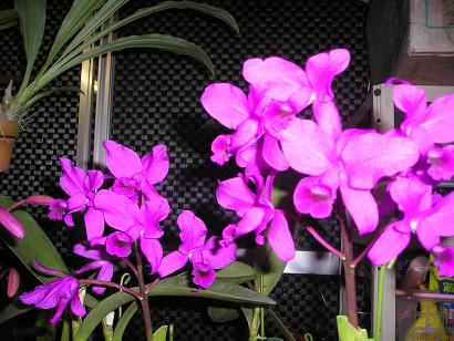 ���ƒ�̉ԂƎČ��E��