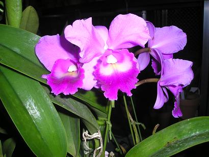 ���ƒ�̉ԂƎČ��E��