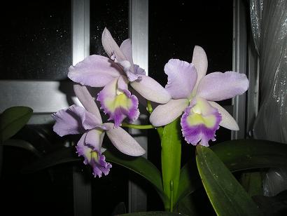 ���ƒ�̉ԂƎČ��E��