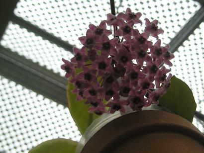 ���ƒ�̉ԂƎČ��E��