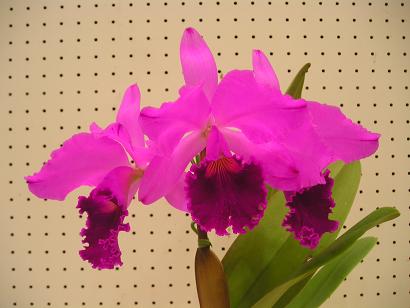 ���ƒ�̉ԂƎČ��E��