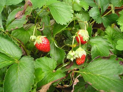 ���ƒ�̉ԂƎČ��E��