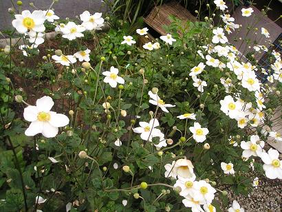 ���ƒ�̉ԂƎČ��E��