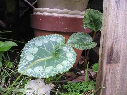 ���ƒ�̉ԂƎČ��E��