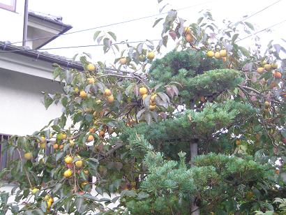 ���ƒ�̉ԂƎČ��E��