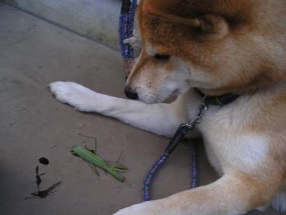 ���ƒ�̉ԂƎČ��E��