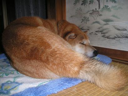 ���ƒ�̉ԂƎČ��E��