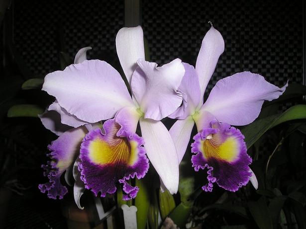 ���ƒ�̉ԂƎČ��E��