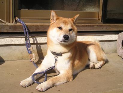 ���ƒ�̉ԂƎČ��E��