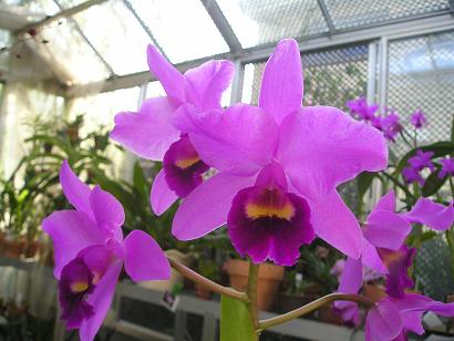 ���ƒ�̉ԂƎČ��E��