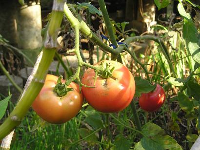 ���ƒ�̉ԂƎČ��E��