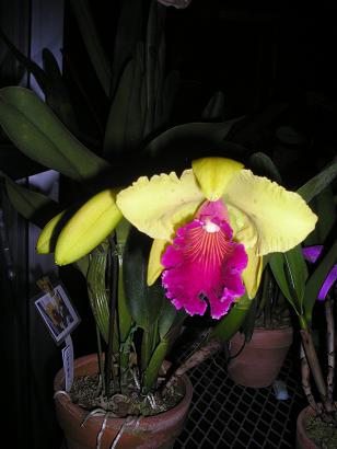 ���ƒ�̉ԂƎČ��E��