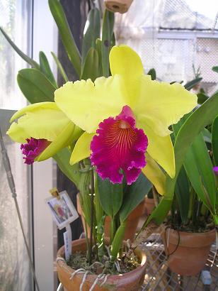 ���ƒ�̉ԂƎČ��E��