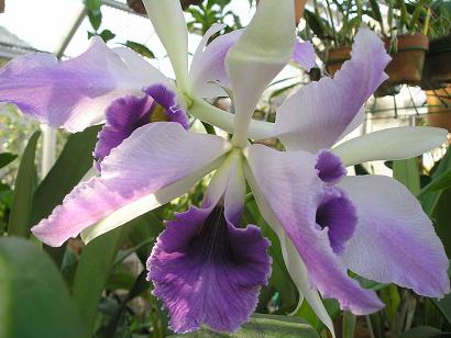 ���ƒ�̉ԂƎČ��E��