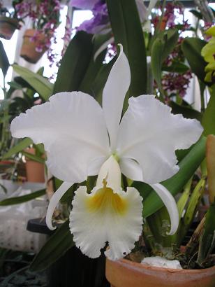 ���ƒ�̉ԂƎČ��E��