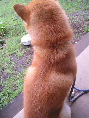 ���ƒ�̉ԂƎČ��E��