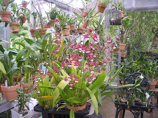 ���ƒ�̉ԂƎČ��E��